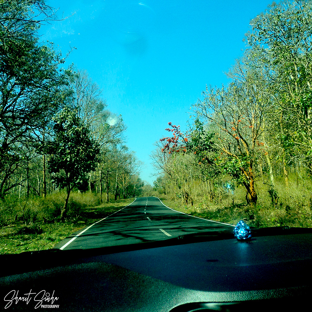 Drive through Bandipur