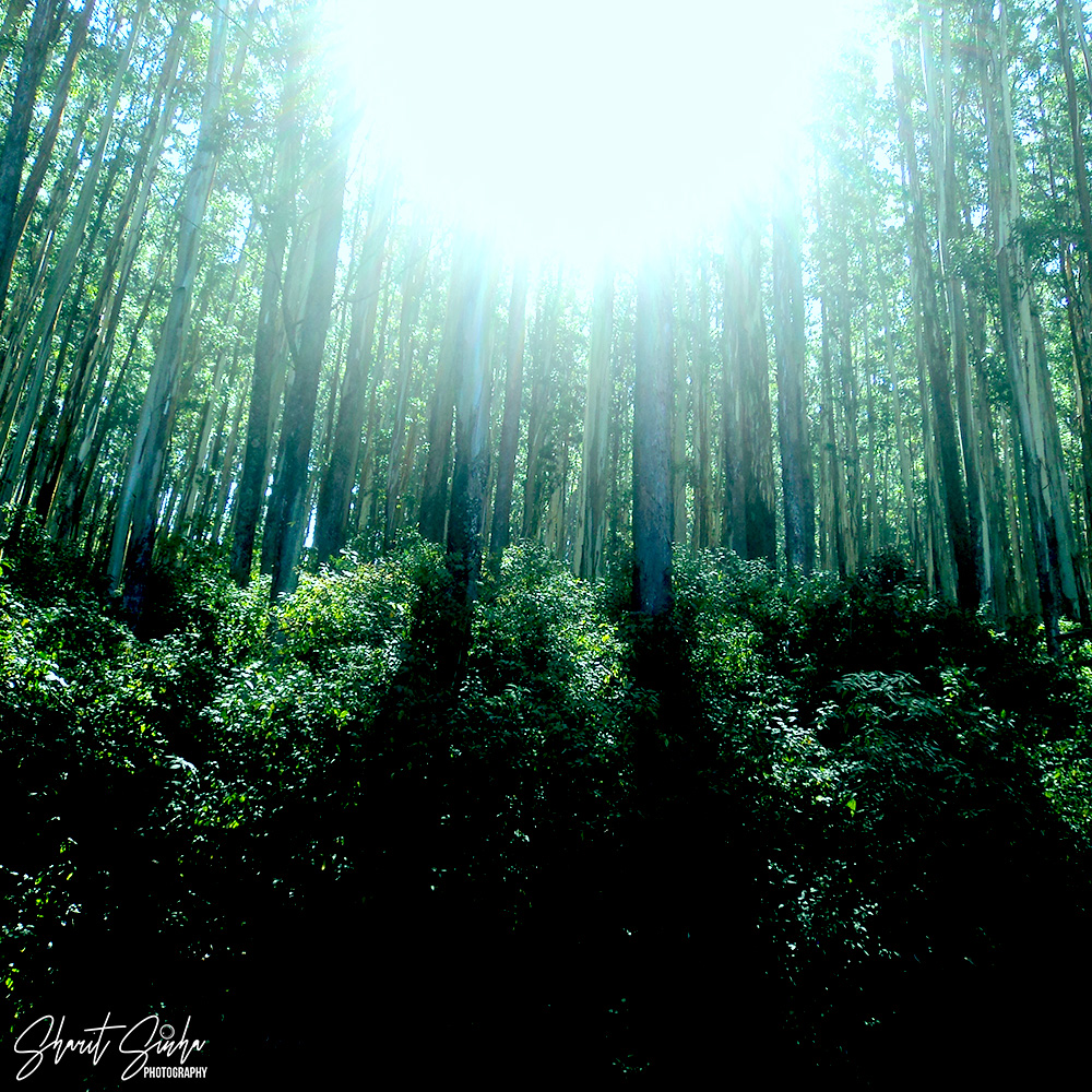 Pine forest near Ooty