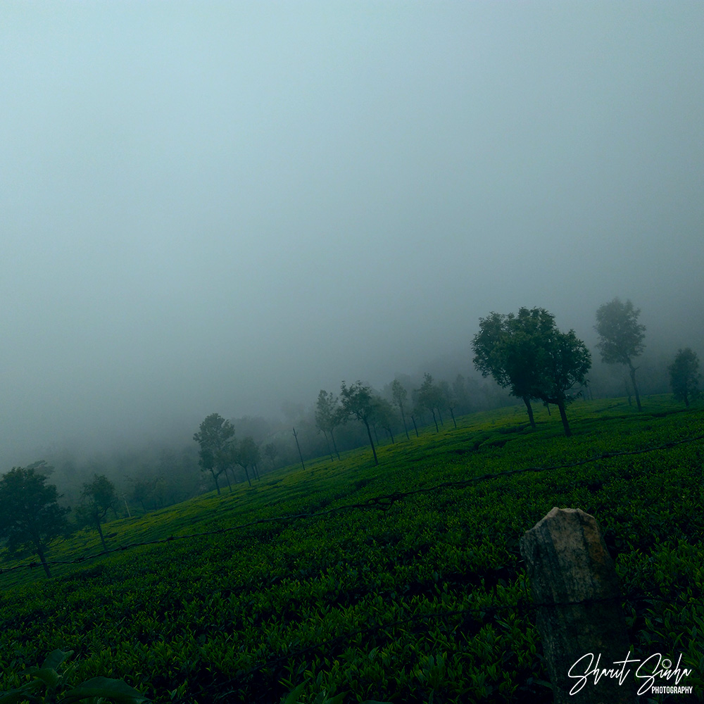 Foggy morning, Coonoor