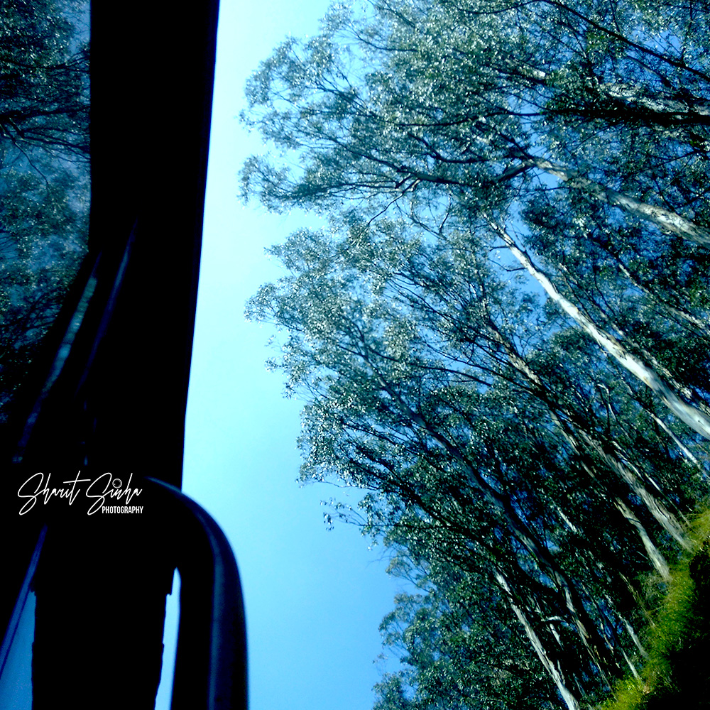 Eucalyptus forest from the train