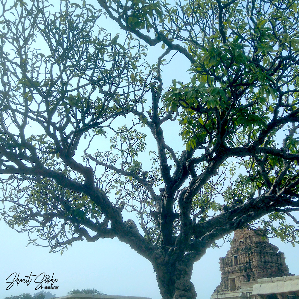 Old Tree at Vittal Temple Courtyard