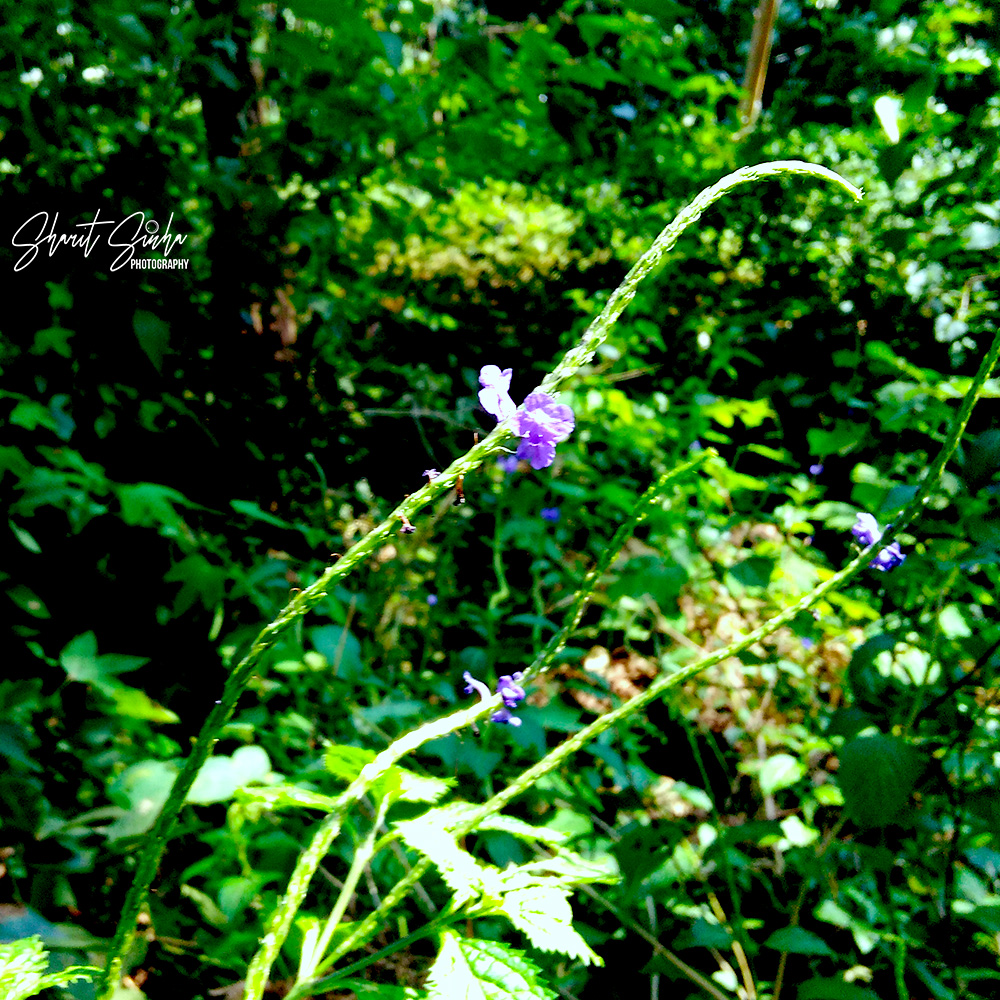 Karadiyur Forest
