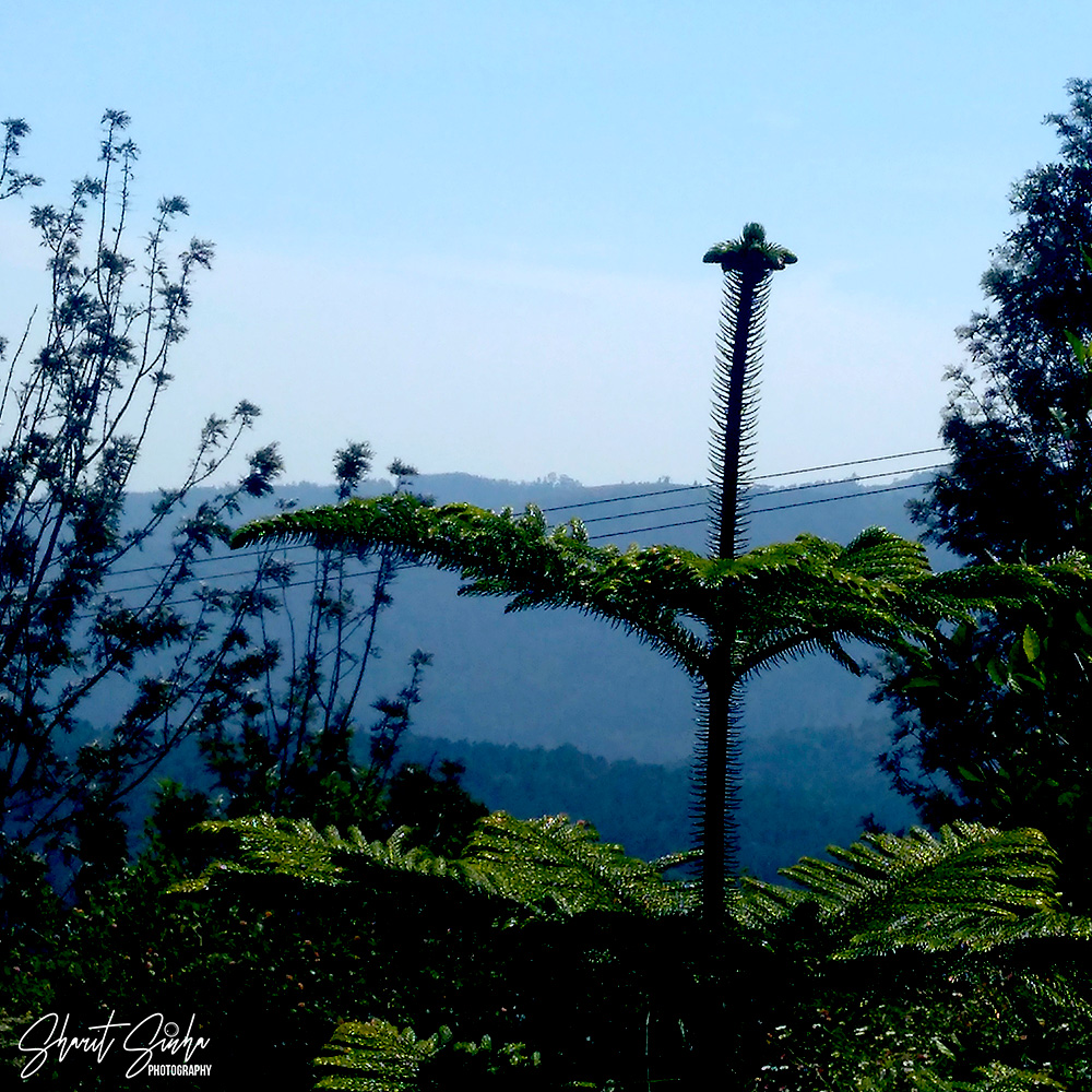 View from Fernhill
